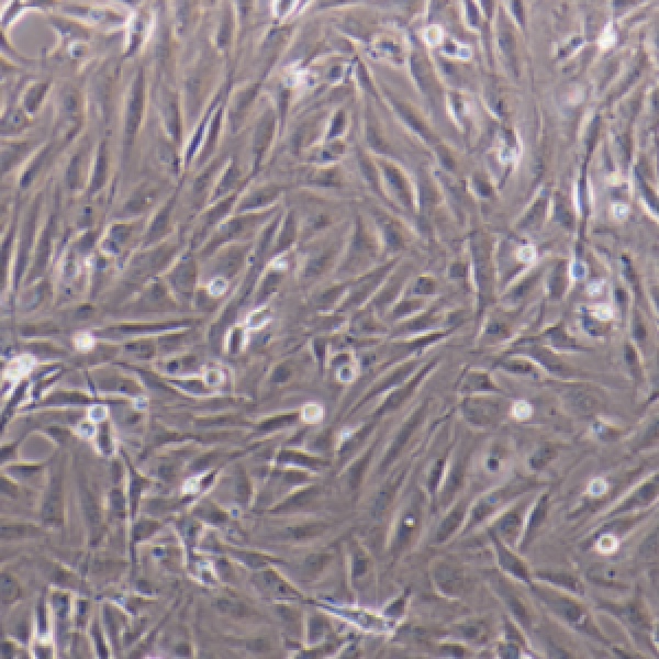 人多发性骨髓瘤细胞MOLP2