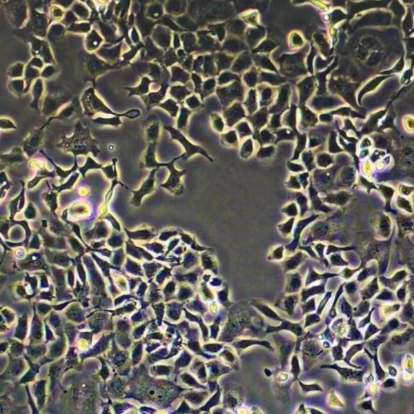 人胰腺癌细胞HTB-80