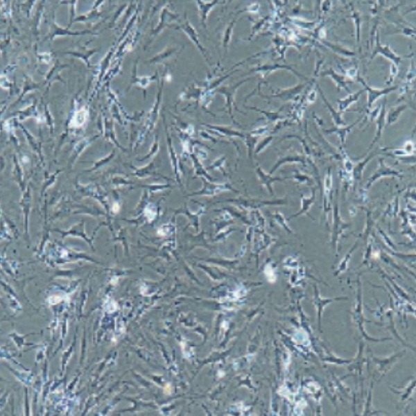 中国仓鼠卵巢细胞CHO-S-4