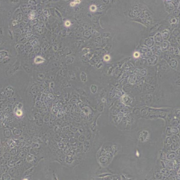 人胰腺癌细胞SUIT2