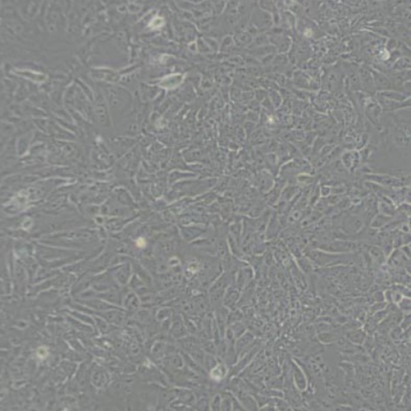 人晶状体上皮细胞FHL124
