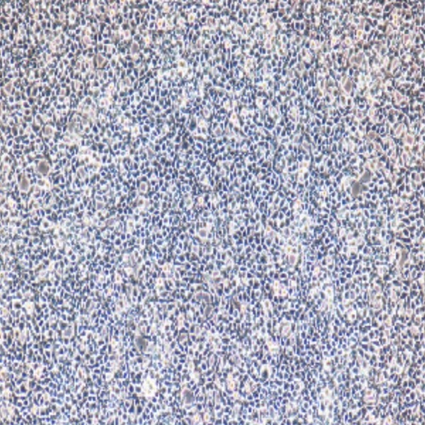 人结肠腺癌细胞带荧光素酶SW48/LUC