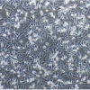人胚肾细胞带红色荧光293T/RFP
