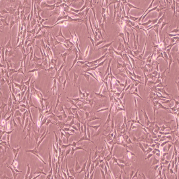 人小细胞肺癌细胞NCIH345