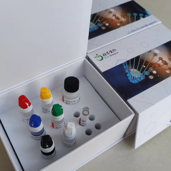 人表面膜免疫球蛋白A(mIgA)Elisa试剂盒