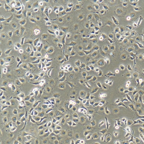 F98npEGFRvIII细胞