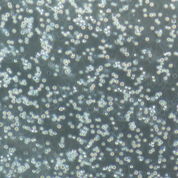 牛软骨细胞Cattlechondrocytes