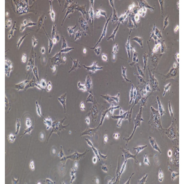 人胚肾细胞HEK293