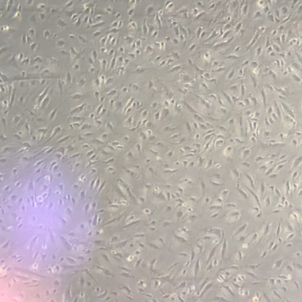 人胚肝二倍体细胞CCC-HEL-1