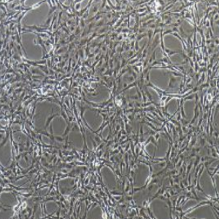人胰腺癌细胞Capan2