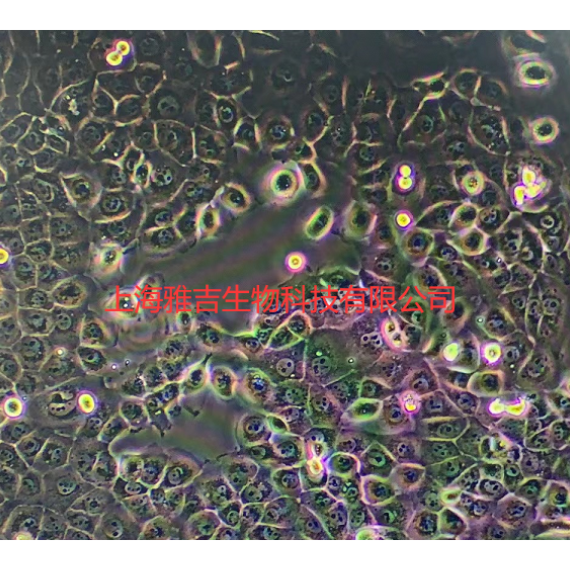 人包皮成纤维细胞（有限细胞系）BJ
