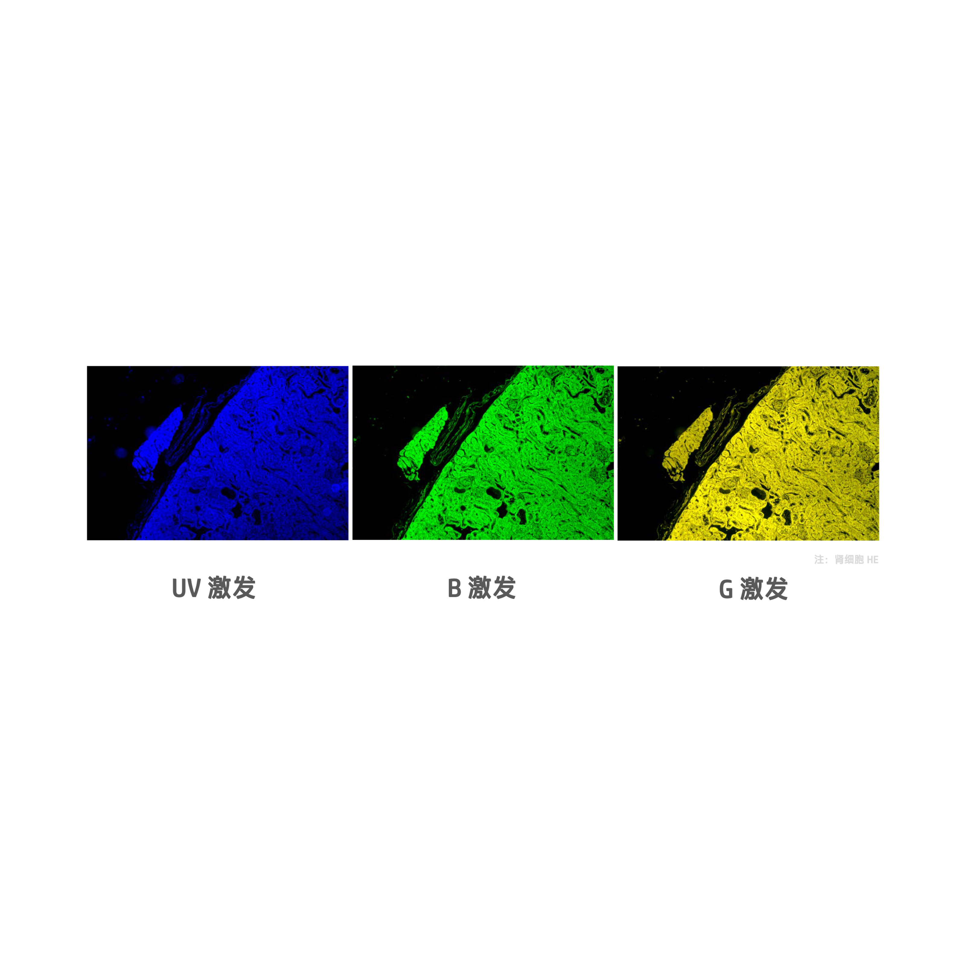 CKX53显微镜配套荧光附件 倒置荧光模块CKX-UVBGY-E