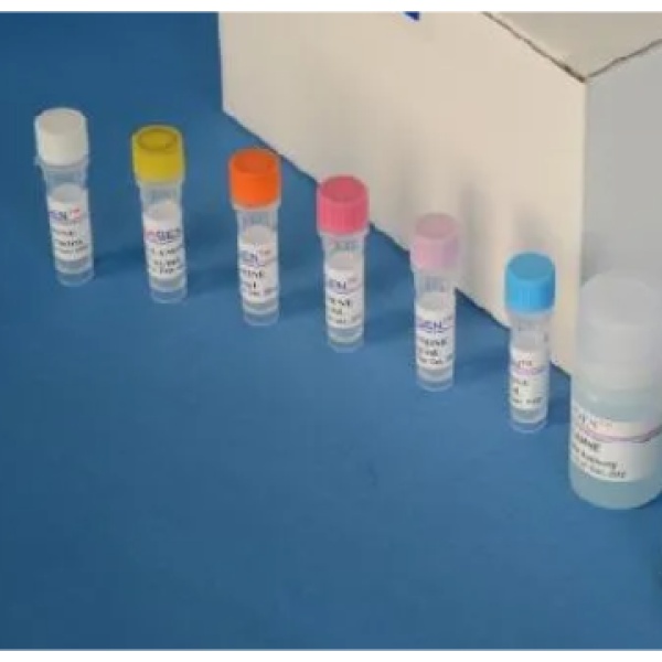 小鼠半胱氨酸蛋白酶-3(caspase-3)Elisa试剂盒