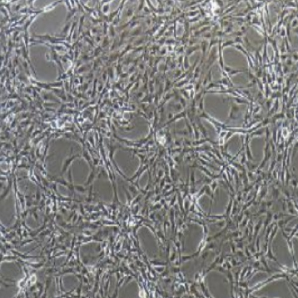 小鼠辅助性T细胞Th17