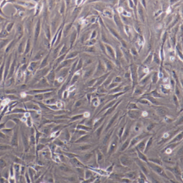 647-V ATCC细胞