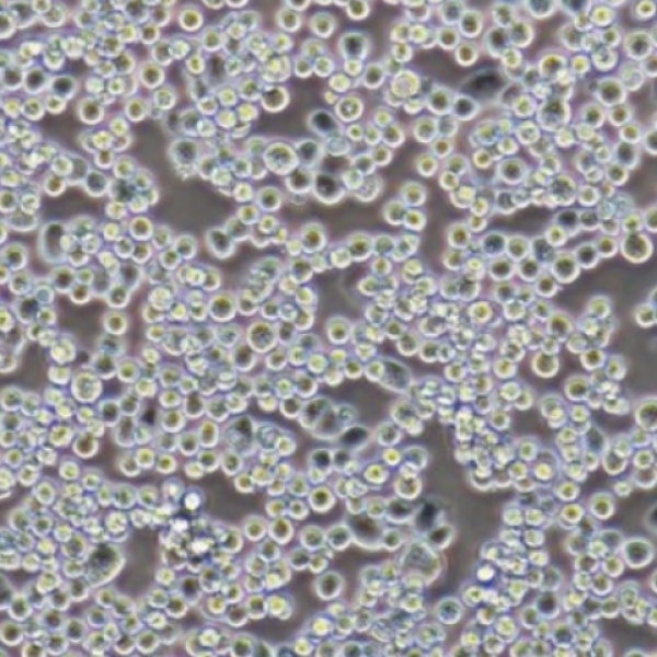 人T淋巴细胞白血病细胞C8166