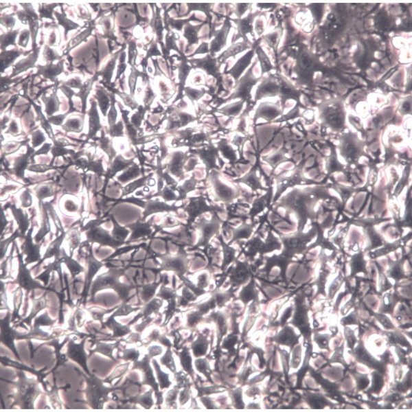 MCF-7/LUC/GFP-Puro双标记的人乳腺癌细胞