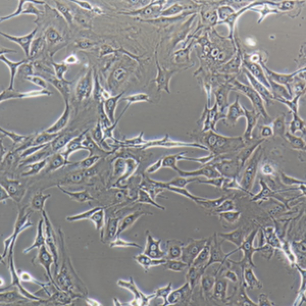 小鼠胚胎成纤维细胞C3H/10T1/2