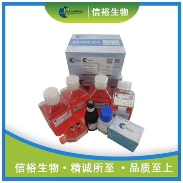Human SLC2A3(Solute carrier family 2, facilitated glucose transporter member 3) ELISA Kit XY9H1862