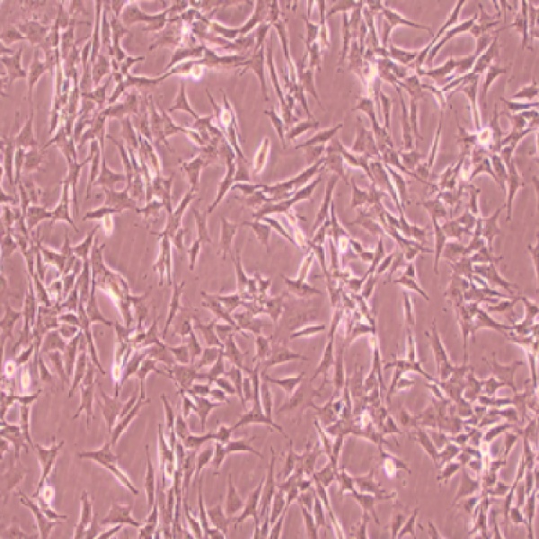 人胚肾细胞-绿色荧光蛋白标记HEK293T-E/GFP-PURO