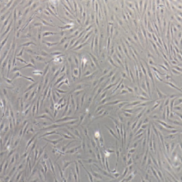 小鼠骨髓纤维原细胞M210B4