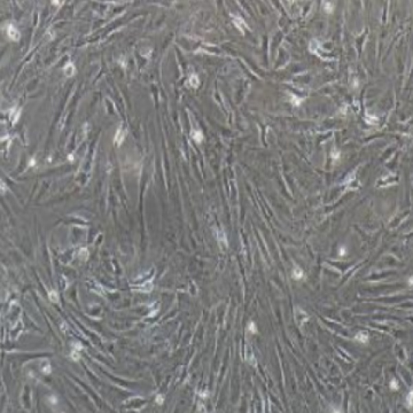 小鼠骨髓瘤细胞FO