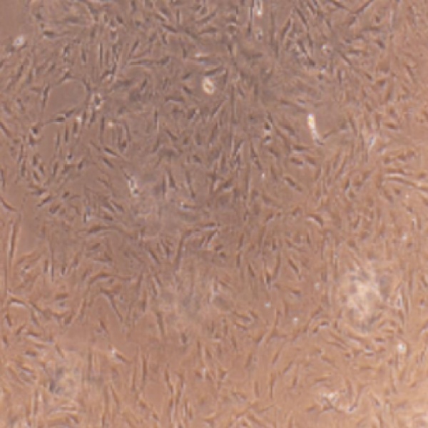 人胚成纤维细胞KMST6