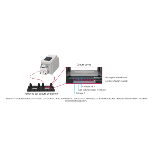 Dynamicorgan