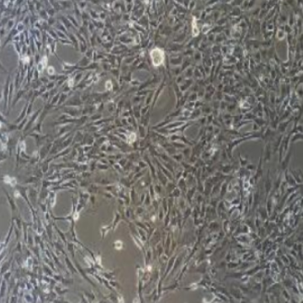 小鼠脐带间充质干细胞MSCs