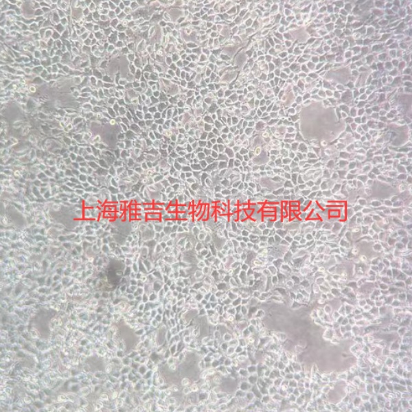 人肝癌细胞huh7(无突触)