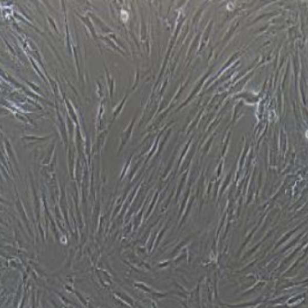 草鱼吻皮细胞ZC79001