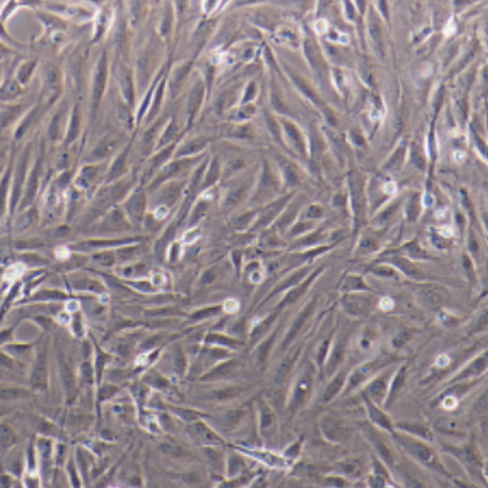 人卵巢癌细胞CoC1