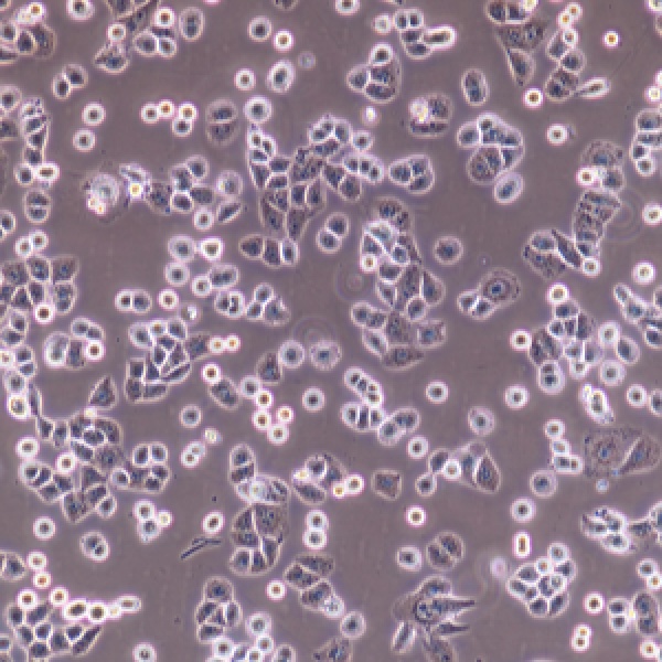 人肝细胞FL62891