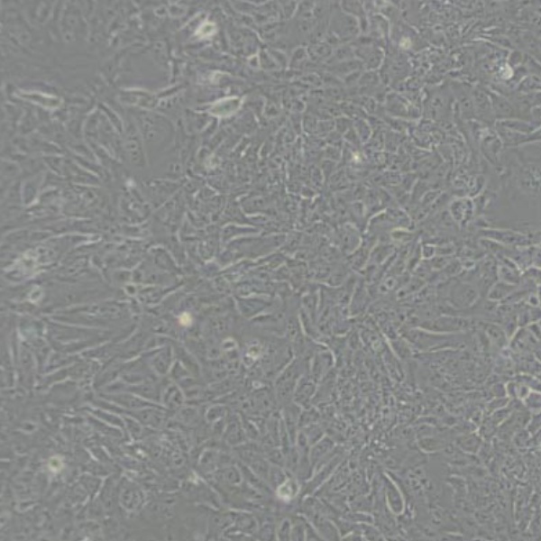 小鼠附睾近头端上皮细胞系MPC-1