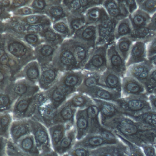 人肾足细胞Humanpodocyte
