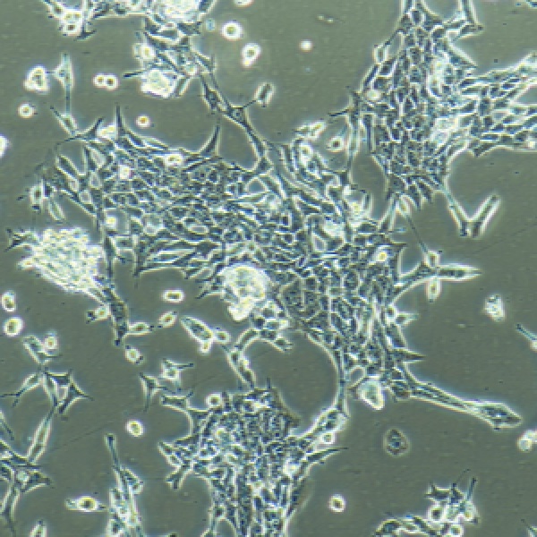 小鼠成纤维细胞+LUCL929/LUC/GFP-PURO