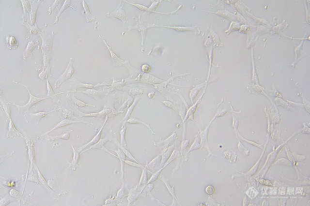 明美倒置荧光显微镜应用深圳理工活细胞与荧光转染细胞观察