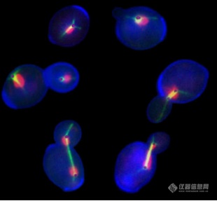 LCI活细胞系统工作站在生命科学领域的应用介绍