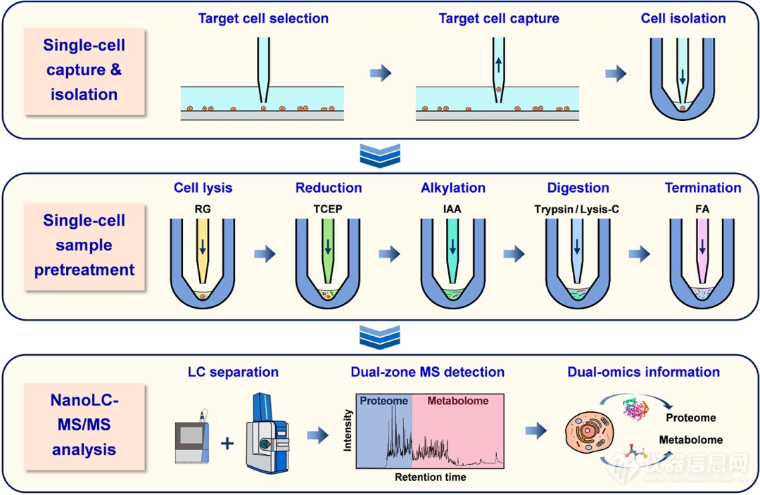 一次性单细胞蛋白质组和代谢组同步分析策略