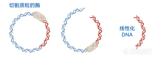2质粒DNA线性化.jpg