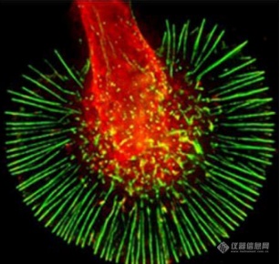 LCI活细胞系统工作站在生命科学领域的应用介绍