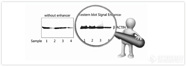新品推荐|艾普拜Western Blot全流程解决方案来喽