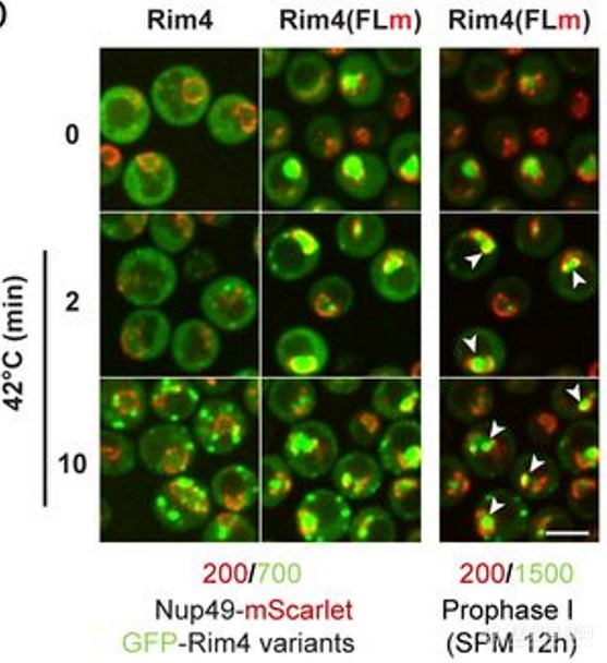 温度升高，酵母细胞变聪明？温度控制模块揭秘细胞减数分裂与温度的奥秘