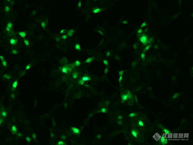 明美倒置荧光显微镜应用深圳理工活细胞与荧光转染细胞观察