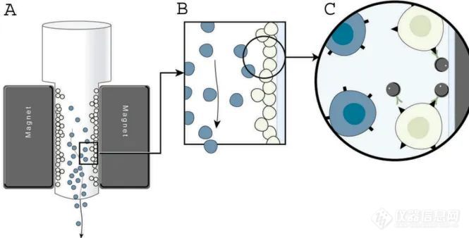 产品推荐 | RWD纳米磁珠细胞分选——基于磁性系统的小型化平台