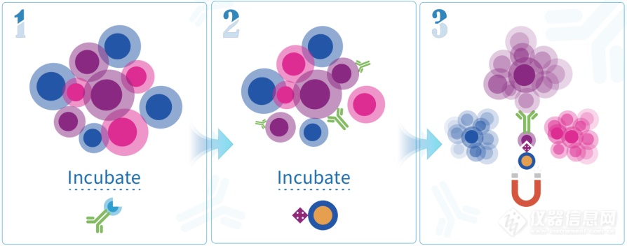 产品推荐 | RWD纳米磁珠细胞分选——基于磁性系统的小型化平台