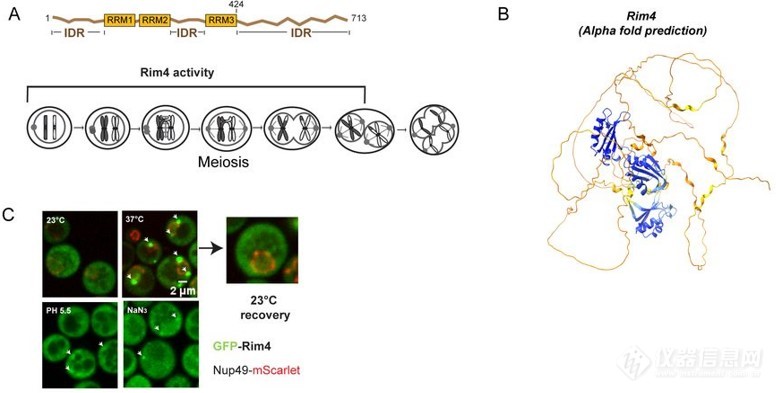 温度升高，酵母细胞变聪明？温度控制模块揭秘细胞减数分裂与温度的奥秘