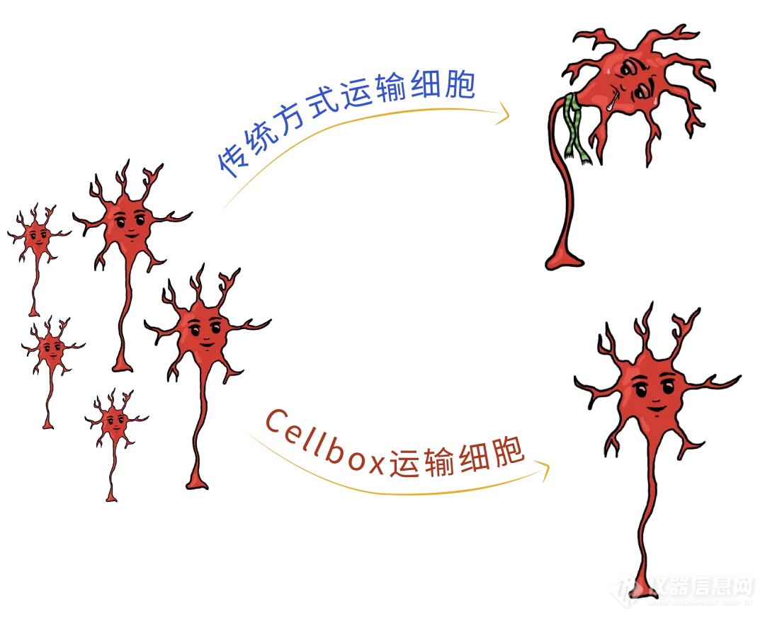 Cellbox活细胞运输箱：细胞运输的未来