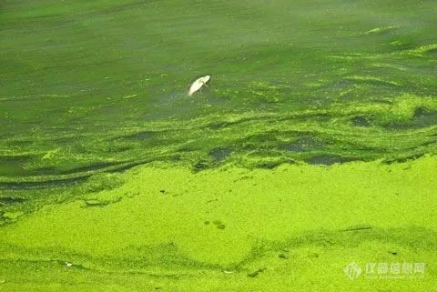 炎炎夏日，水华污染如何现场监测预警？