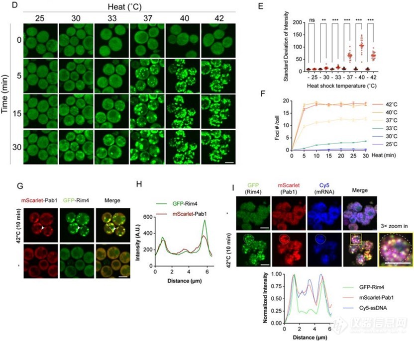 温度升高，酵母细胞变聪明？温度控制模块揭秘细胞减数分裂与温度的奥秘